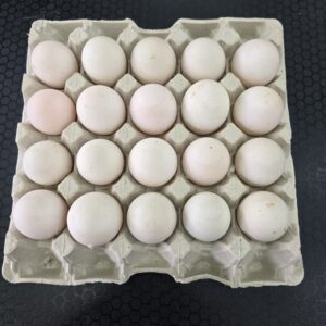Fresh Duck Eggs - 20 eggs per tray