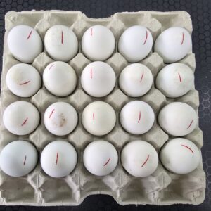 Fresh Balut Duck Eggs-20 eggs per tray